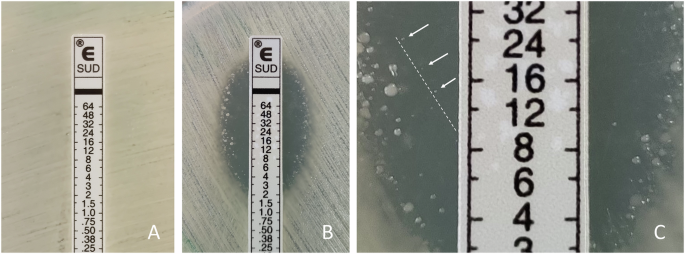 Comparative activity of sulbactam and sulbactam/durlobactam against carbapenem-resistant A. baumannii isolates producing OXA-23 or OXA-23 plus PER-1 enzymes