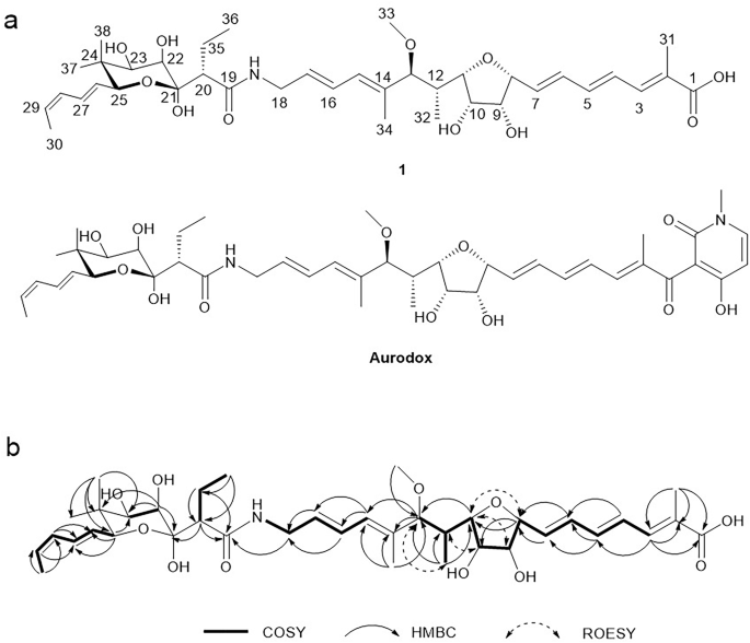 A new aurodox-family compound from Streptomyces sp. HKIB0009: structure and antibacterial activity