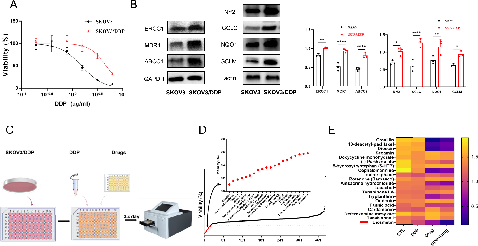 Diosmetin overcomes resistance to cisplatin in ovarian cancer by suppressing the MAPK signaling pathway