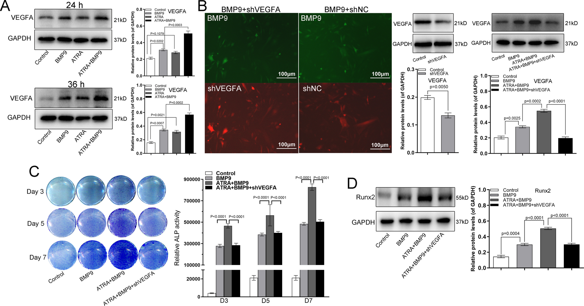 VEGFA is essential for the potentiation of ATRA on BMP9-induced osteogenesis of preadipocytes and osteoporotic fracture healing
