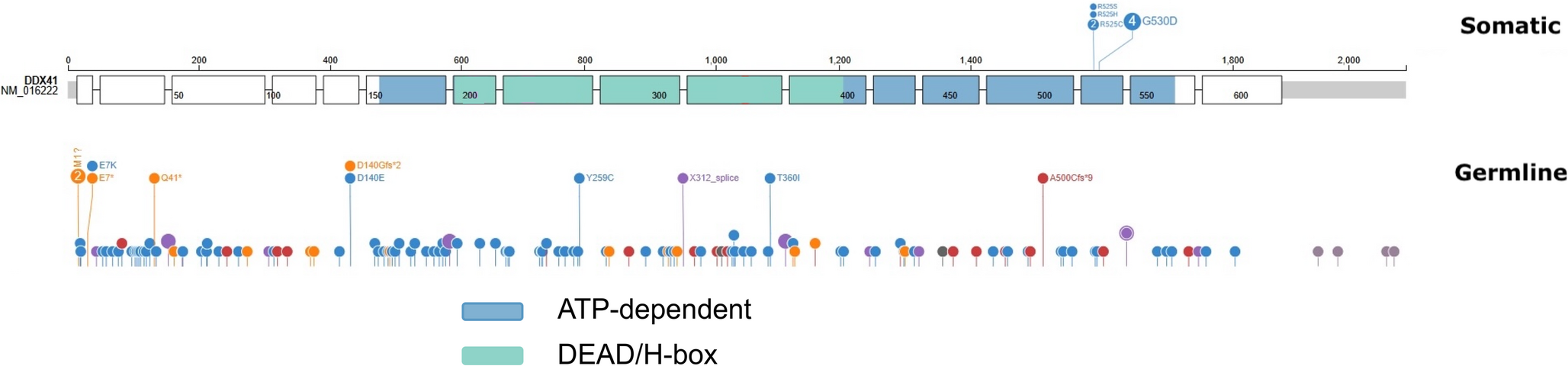 Germline DDX41 Variants: Current Understanding and Future Directions
