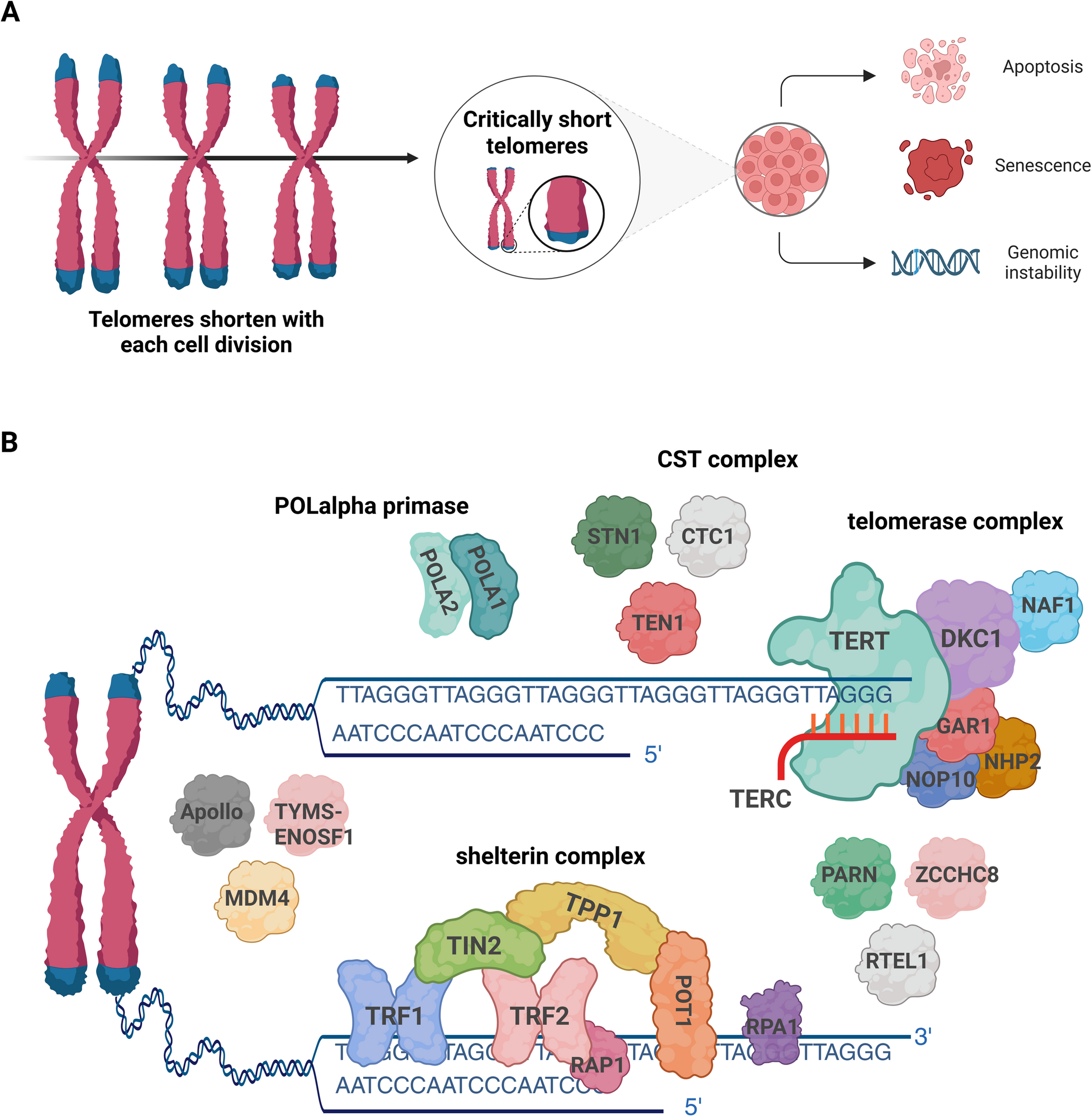 Clonal Signatures of Telomere Biology Disorders