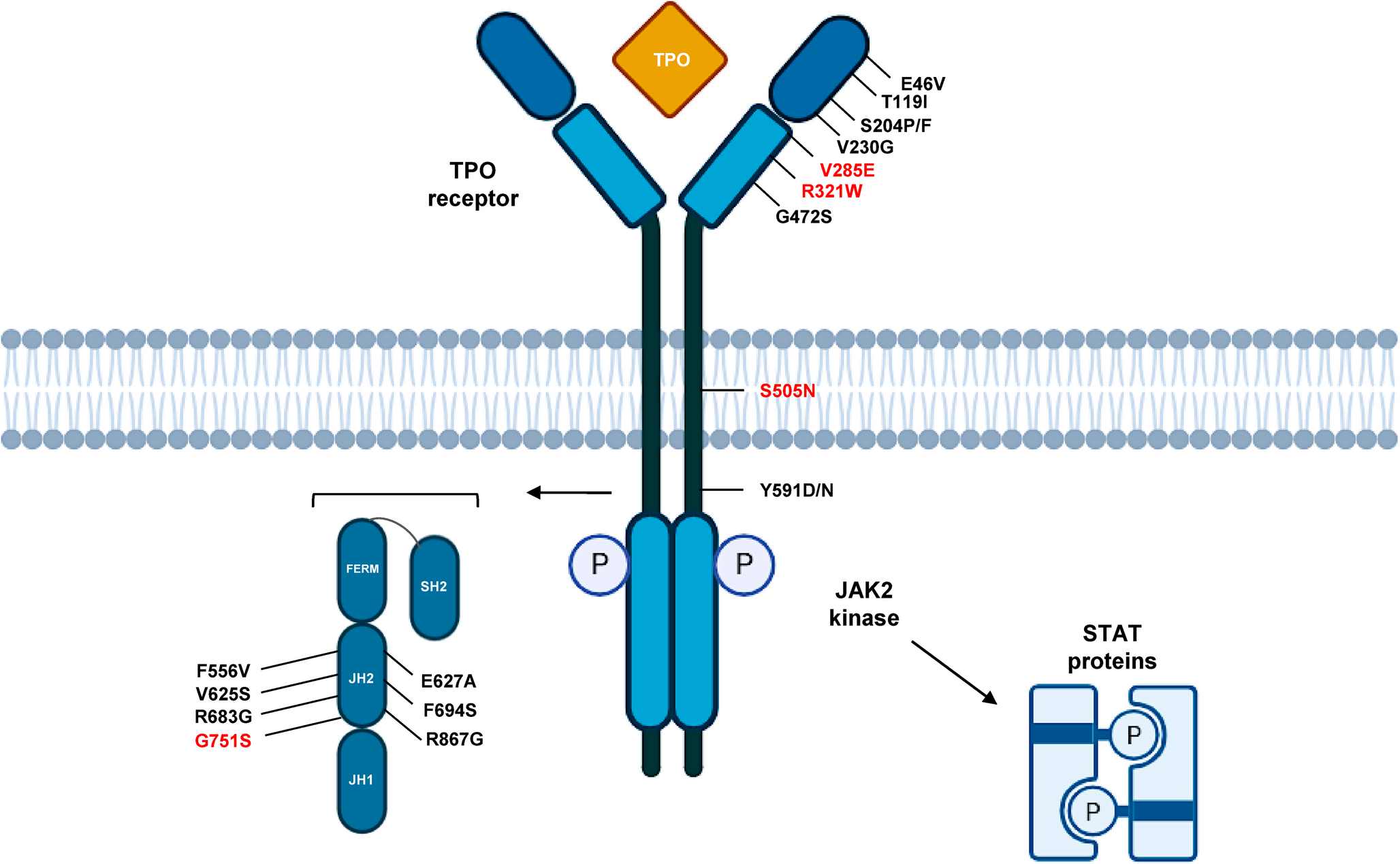 Understanding Triple Negative Myeloproliferative Neoplasms and Identifying Molecular Drivers