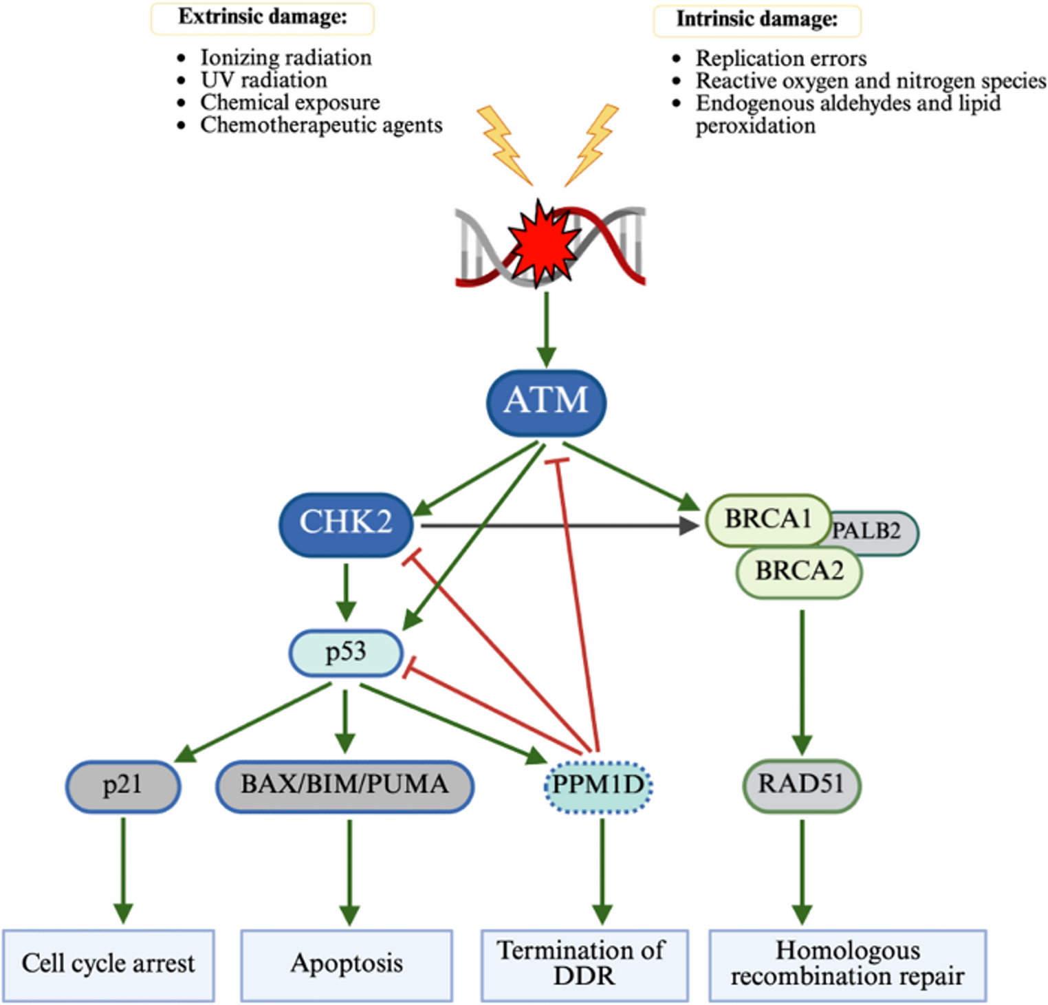 Impact of Germline DNA Repair Mutations on Clonal Hematopoiesis and Myeloid Neoplasm Development