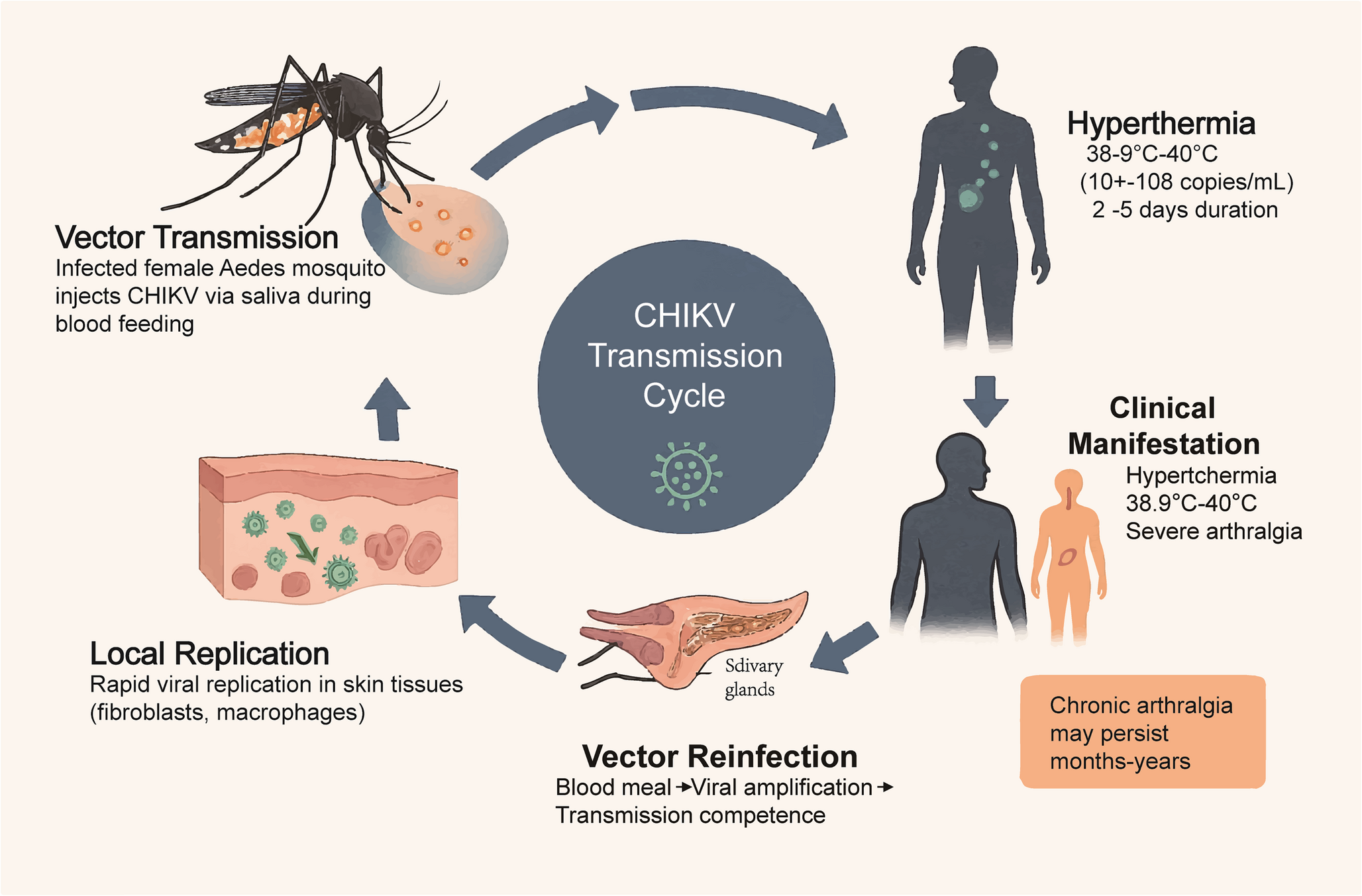 Dermatological Manifestations of Chikungunya Fever: A Historical Review and Implications for Early Diagnosis