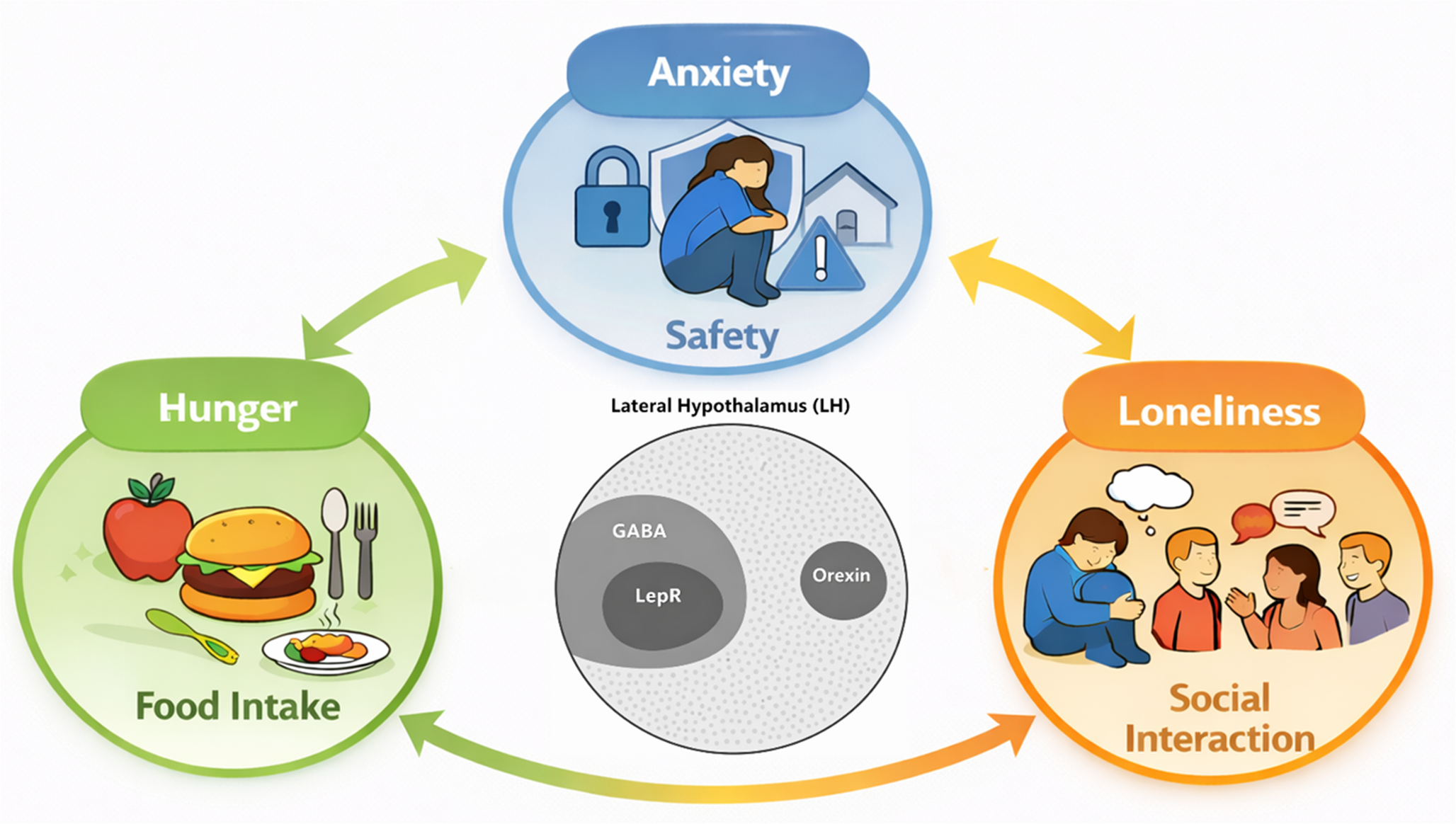 Balancing acts: lateral hypothalamic circuits coordinating feeding, anxiety, and social interactions