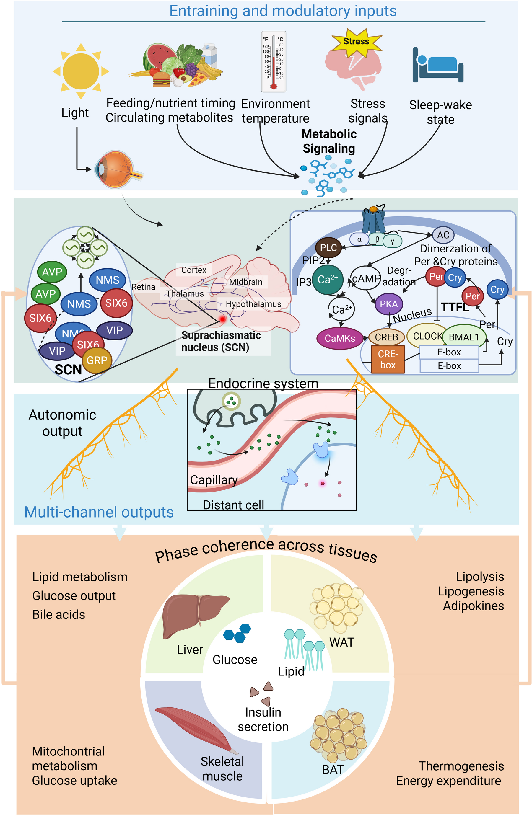 The suprachiasmatic nucleus: a central pacemaker for temporal coordination of energy metabolic homeostasis
