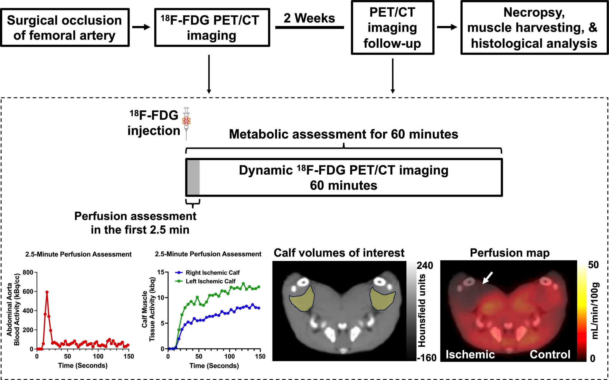 Dual Quantification of Skeletal Muscle Perfusion and Metabolism in a Porcine Model of Peripheral Artery Disease Using Multiparametric F-FDG PET Imaging