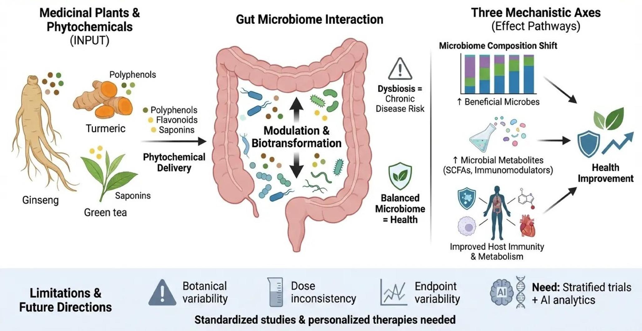 Medicinal Plants and the Gastrointestinal Microbiota in Chronic Diseases Modulation: A Structured Mechanistic and Translational Review