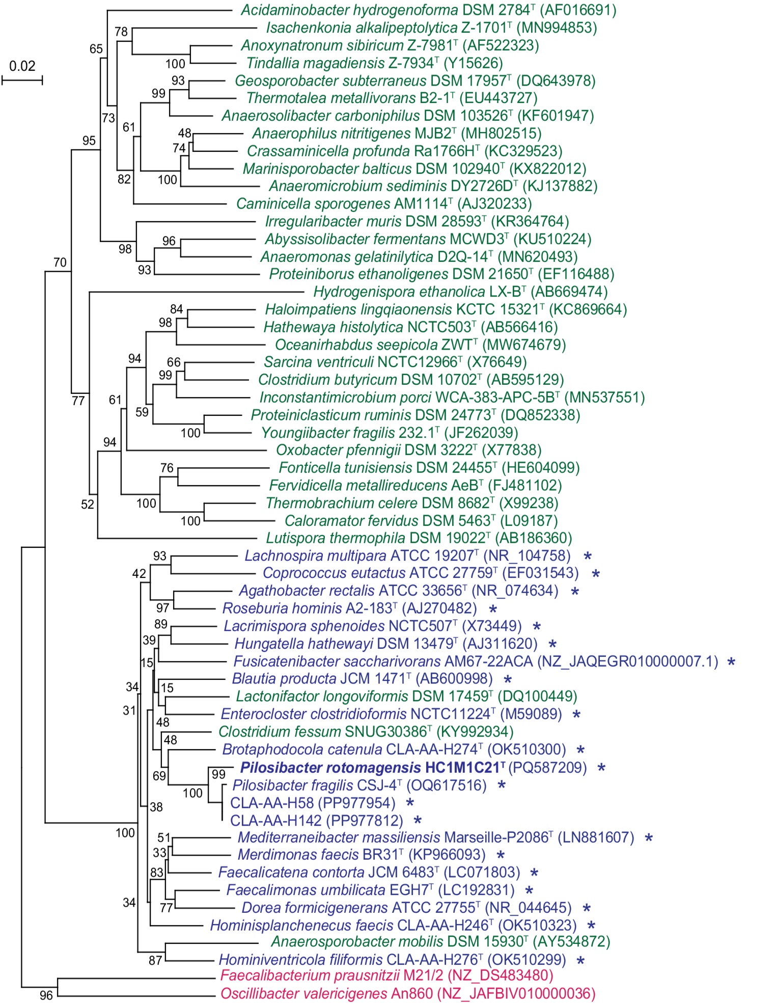 sp. nov., a Butyrate-Producing Bacterium Isolated from Human Faeces