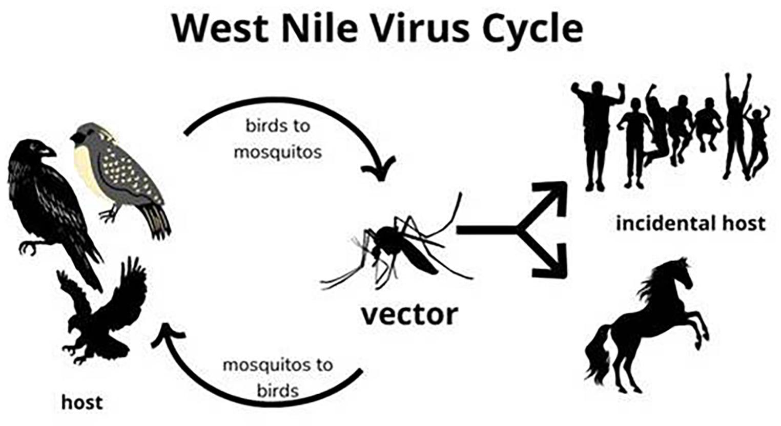 Descriptive Epidemiological Analysis of West Nile Virus Human Infections in Italy: A Surveillance-based Study (2018–2023)