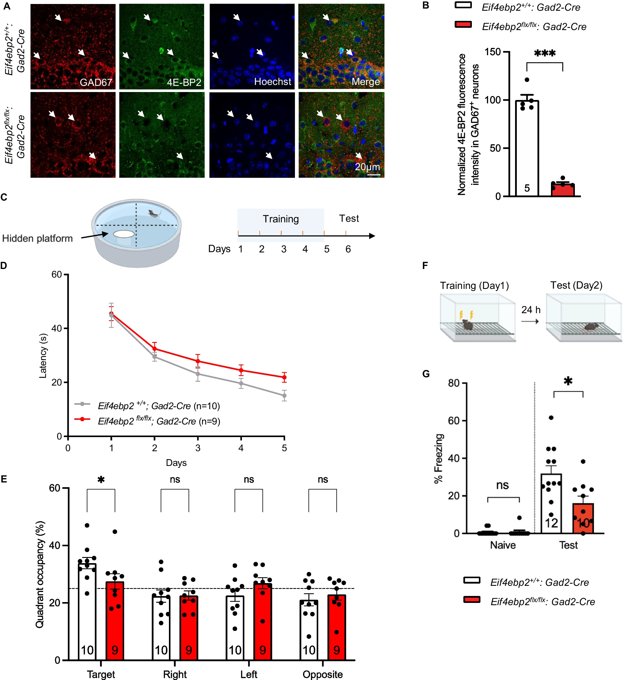 4E-BP2-dependent translational control in GABAergic interneurons is required for long-term memory