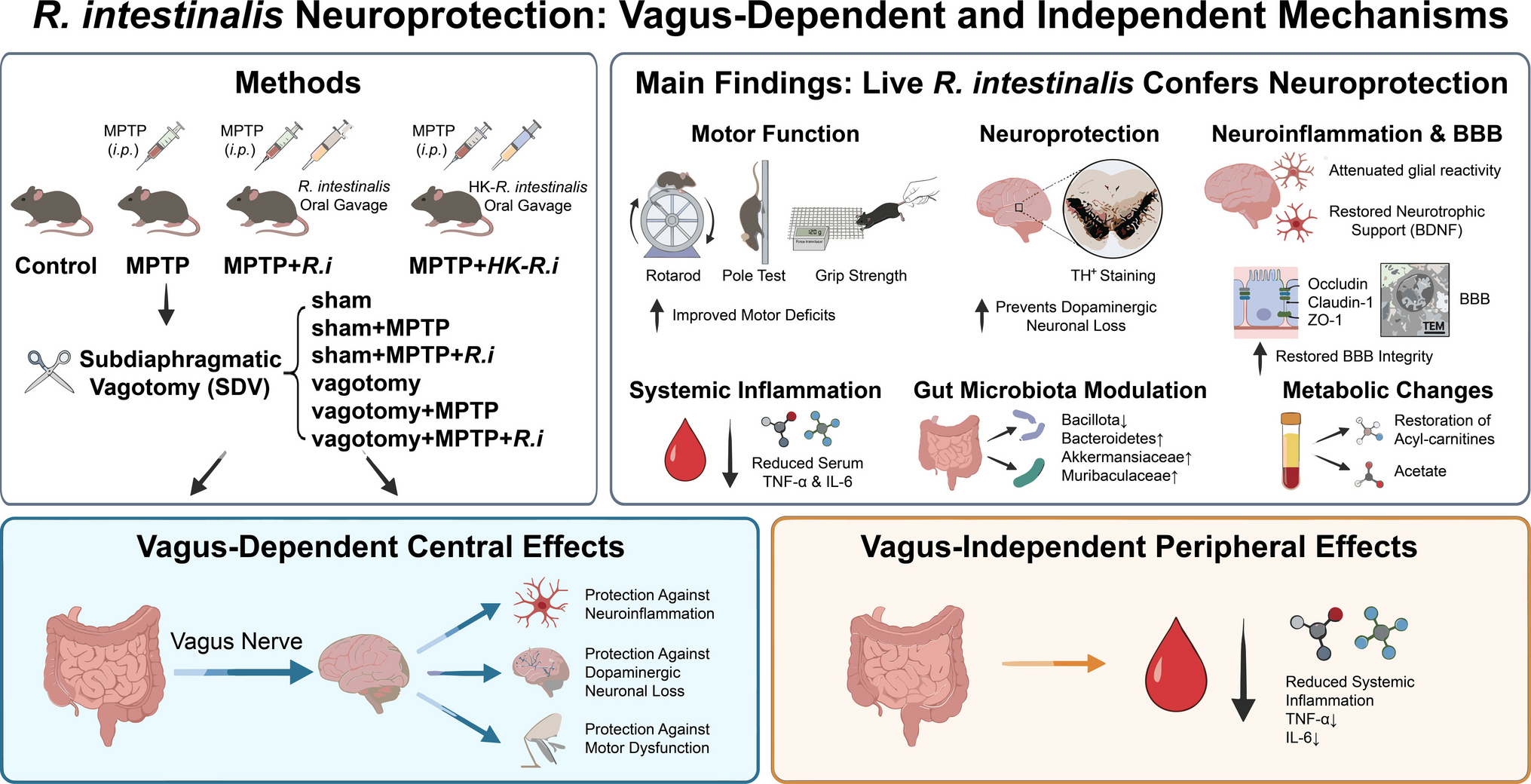 Offers Vagus-Dependent Neuroprotection Against Parkinson’s Disease