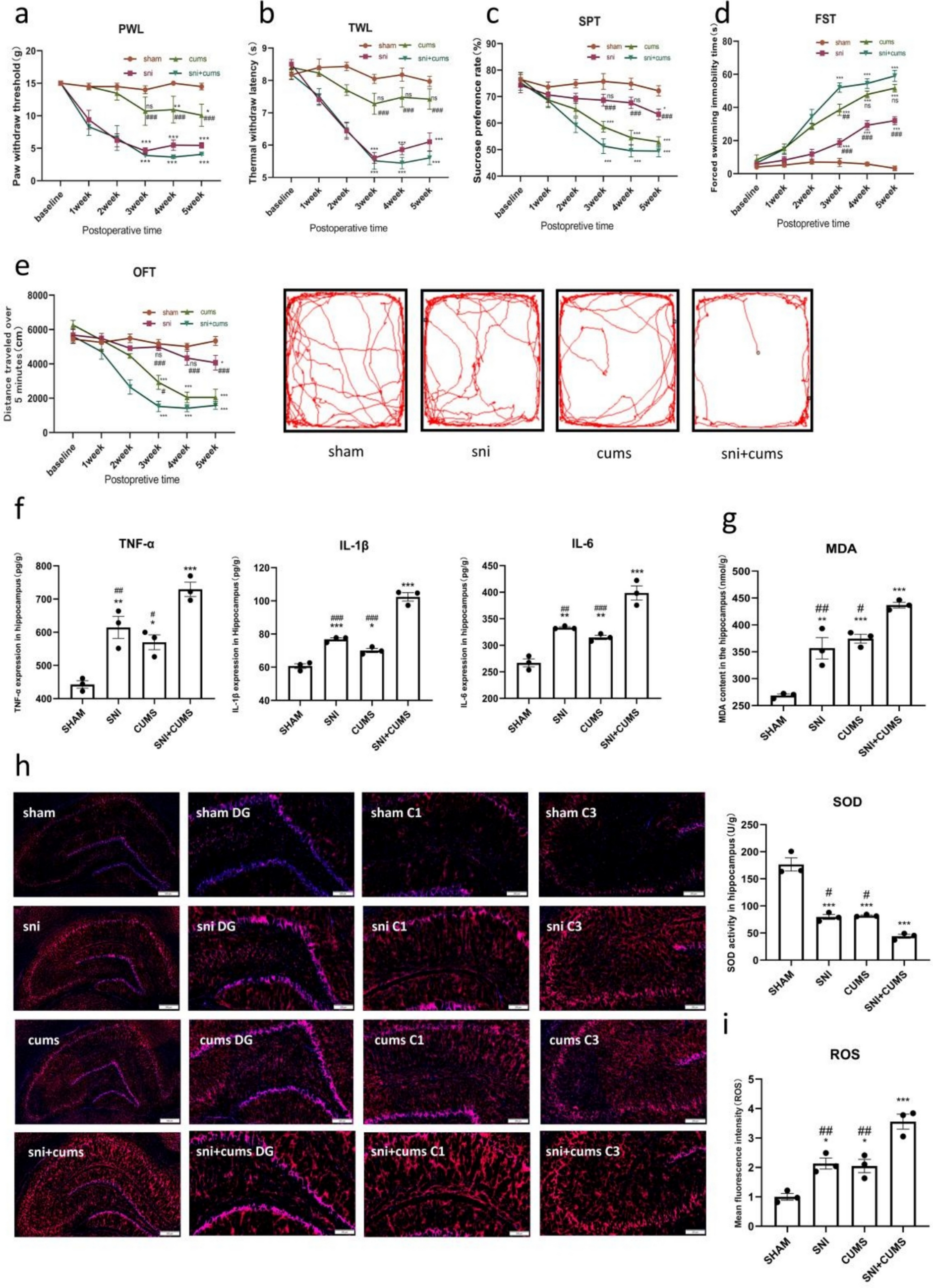 Gastrodin Ameliorates Pain-Depression Comorbidity through SIRT3-Dependent Alleviation of Oxidative Stress and Promotion of Mitochondrial Biogenesis