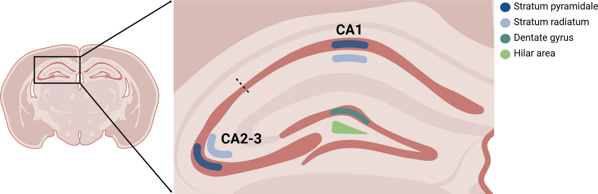 Spatial Changes in Hippocampal Transcriptomic Profiles Following Limbic Non-convulsive Status Epilepticus: Insights into Long-Term Inflammation and Cognitive Deficits