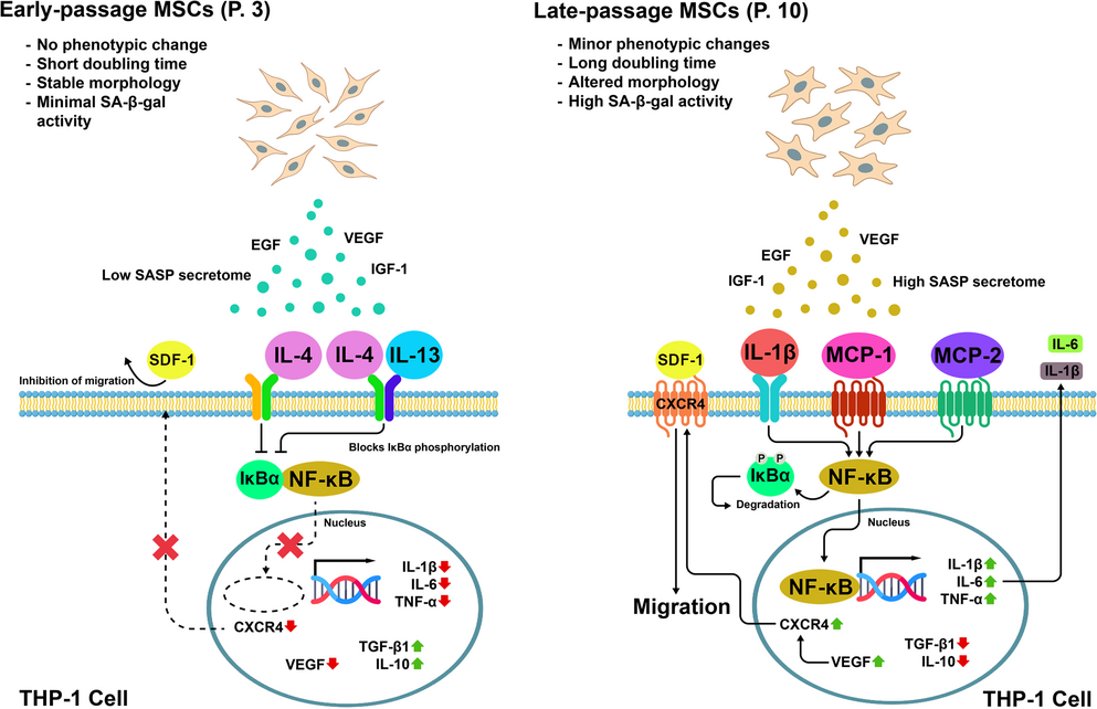 Passage-Dependent Shifts in the Immunomodulatory and Migratory Properties of Mesenchymal Stem Cell Secretomes in THP-1 Monocytic Cells