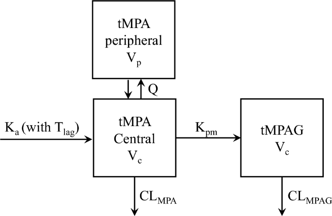Impacts of Uremic Toxins on the Population Pharmacokinetics of Total Mycophenolic Acid and its Glucuronide Metabolite in Adult Kidney Transplant Recipients