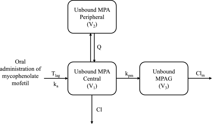 Population Pharmacokinetic Modelling of Unbound Mycophenolic Acid and its Glucuronide in Adult Kidney Transplant Recipients in Early Post-Transplant