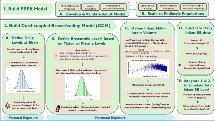 Predicting Cumulative Neonatal Sodium Benzoate Exposures During Breastfeeding with Physiologically Based Pharmacokinetic Modelling