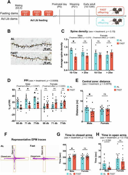 Maternal fasting during early gestation induces epigenetic alterations and schizophrenia-related phenotypes