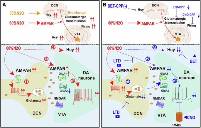 Nitrous oxide controls the DCN to VTA dopamine circuit by enhancing AMPA receptor functions during rewarding behavior