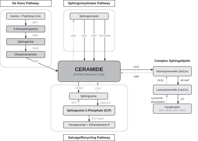 The role of sphingolipids in major depressive disorder and associated cognitive impairment: interactions with monoaminergic signaling, neuroinflammation, and neurogenesis