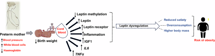 Leptin-specific epigenetic modulation of preterm cord blood serves as a candidate biomarker for obesity