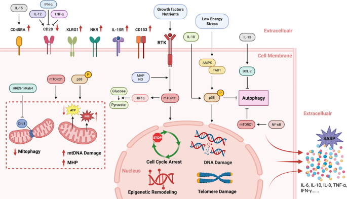 T-Cell Immunosenescence in Systemic Lupus Erythematosus: Molecular Mechanisms and Therapeutic Perspectives