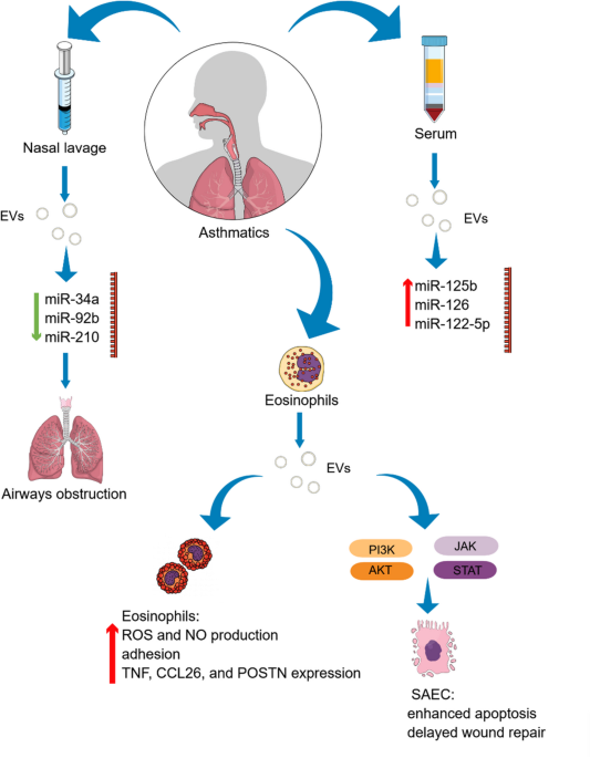 Extracellular Vesicles in Allergy: From Cellular Communication to Clinical Implications