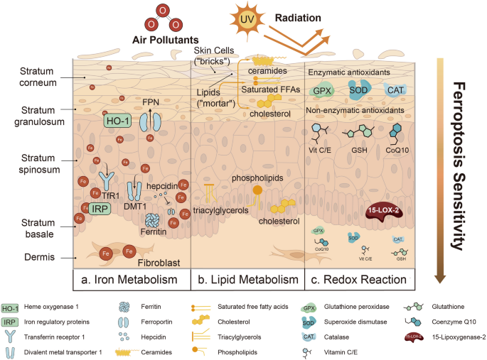 Ferroptosis as a Pathogenic Mechanism and Therapeutic Target in Autoimmune and Inflammatory Skin Diseases