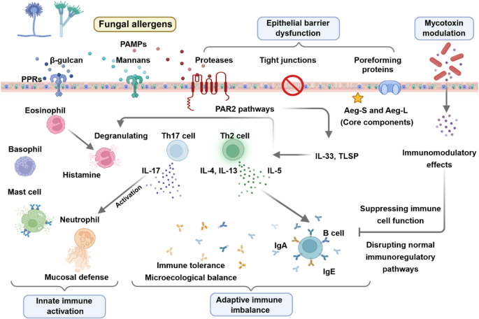 Management and Immunotherapy for Fungal Allergy: Clinical Practice and Unmet Needs