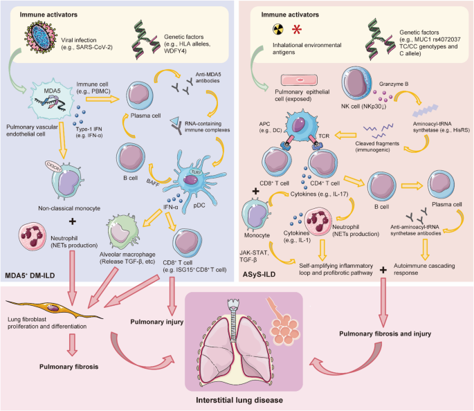 Advances in Biomarkers and Therapeutic Targets for Idiopathic Inflammatory Myopathies Related Lung Disease