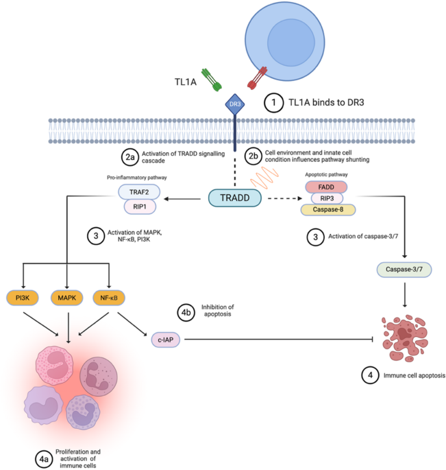 Therapeutic Potential of Tulisokibart and Anti-TL1A Therapy in Inflammatory Disorders: Current Insights and Future Directions