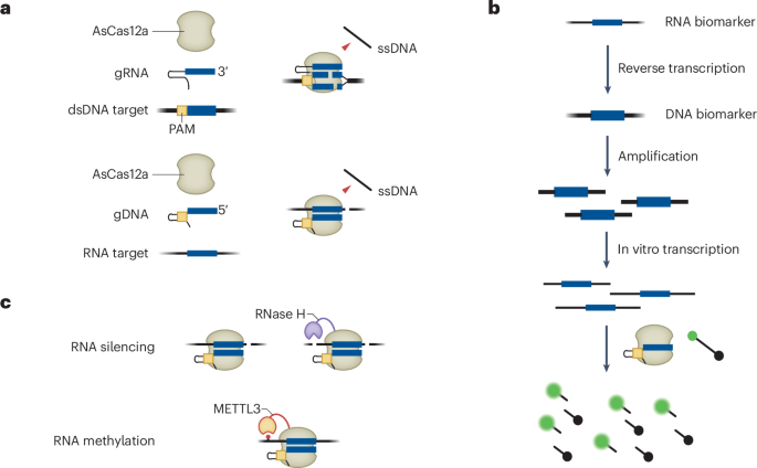 Guide DNA — not RNA — expands the CRISPR toolkit