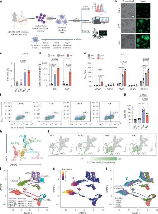 Immune-remodeling mRNAs expressing IRF8 or NIK generate durable antitumor immunity in multiple cancer models