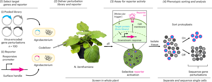 A PIVOT towards single-cell functional genetic screening in plants