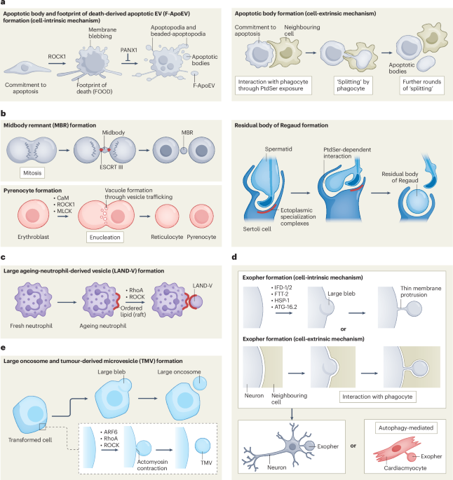 Mechanisms and functions of large extracellular vesicle biogenesis