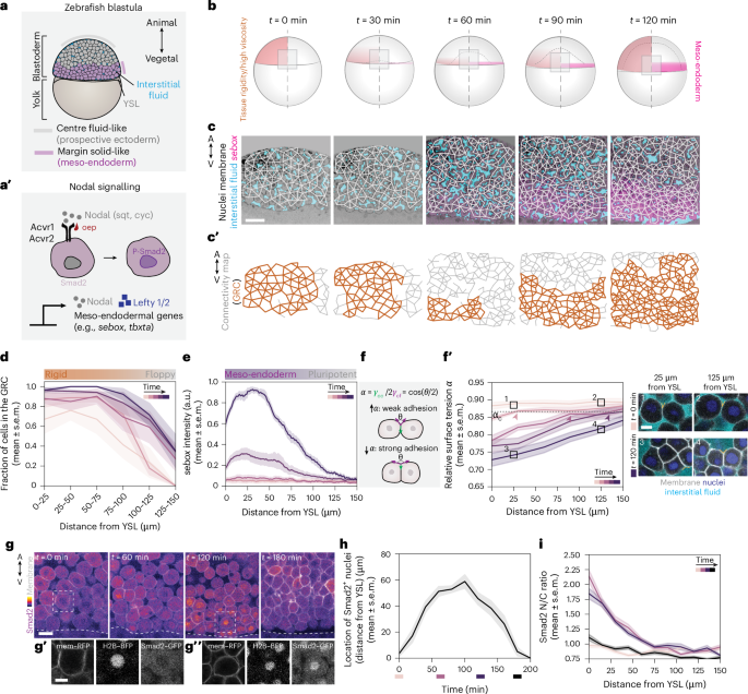 Tissue rigidity phase transition shapes morphogen gradients