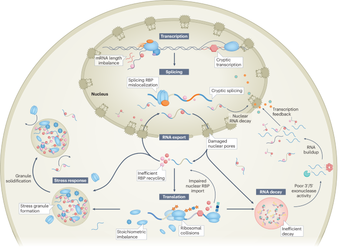 RNA imbalance as a hallmark of cellular ageing