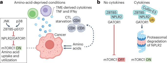 Inflammation starves antitumour immunity
