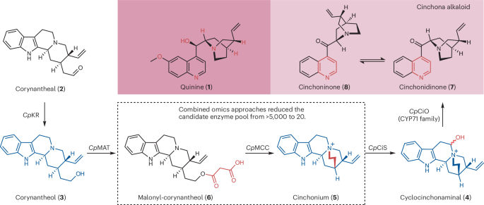 How Cinchona builds quinine