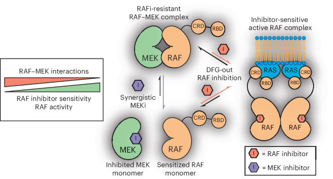 MEK interactions tune RAF kinase sensitivity to conformation-selective inhibition