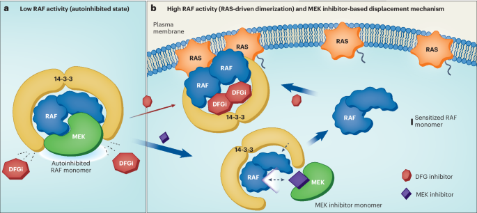 MEK inhibitors loosen RAF’s grip