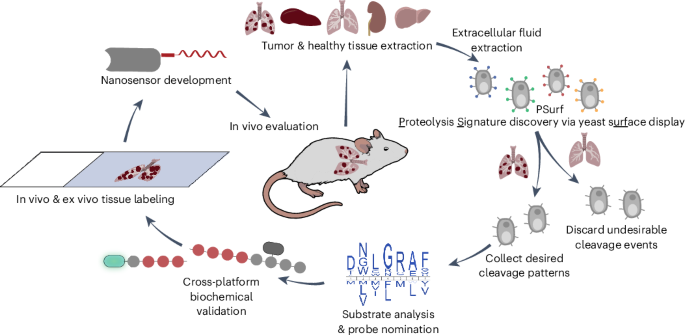 Proteolysis activity mapping and substrate discovery platform for identifying tumor-activated biosensors