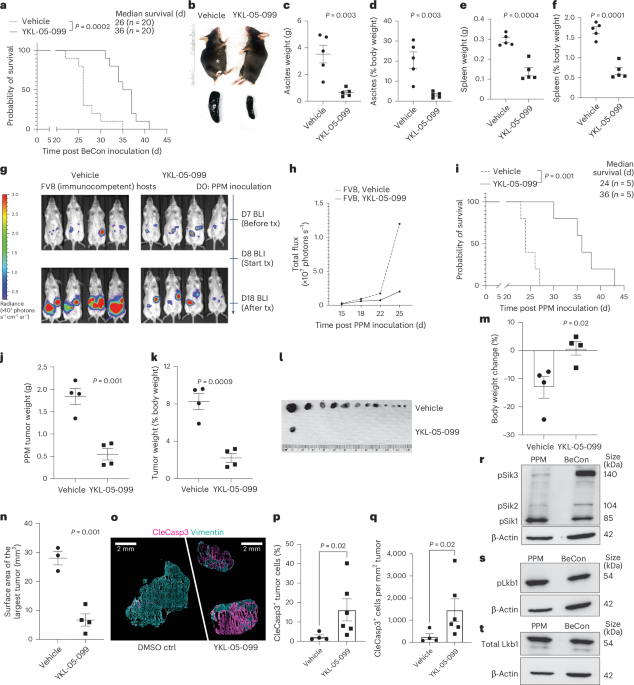 Inhibition of salt-inducible kinases reprograms T cells and antitumor immunity in ovarian cancer