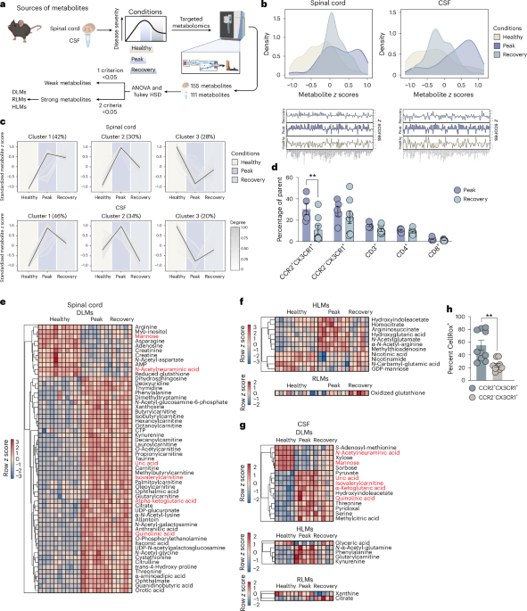 Monocyte infiltration induces CNS arginine catabolism to fuel neuroinflammation