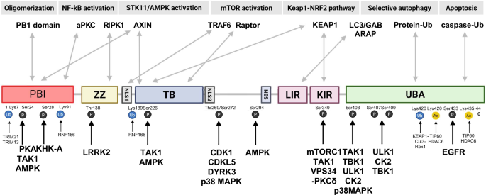 The oncogenic signalosome: SQSTM1/p62 as a master integrator of signaling, metabolism, and autophagy in cancer