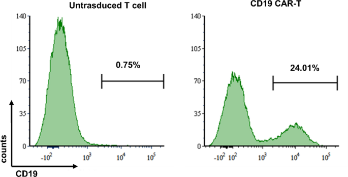 Validation of a B cell acute lymphoblastic leukemia xenograft rat model for integrated efficacy, pharmacokinetics and safety of CD19 CAR-T