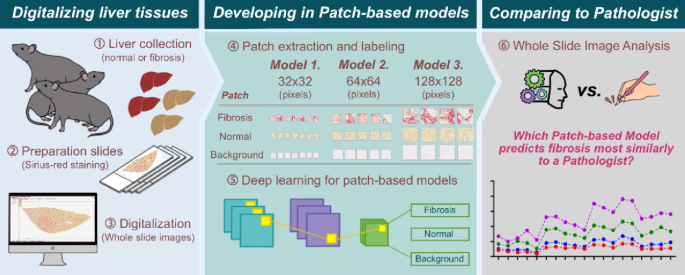 Artificial intelligence‑based quantitative analysis of hepatic fibrosis in carbon tetrachloride-induced mouse model of metabolic dysfunction-associated steatohepatitis