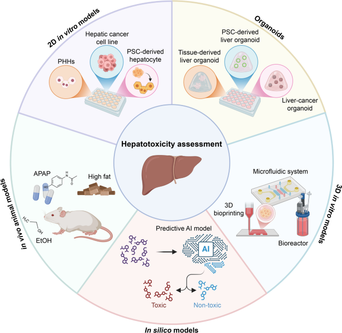 Advancing hepatotoxicity assessment: current advances and future directions